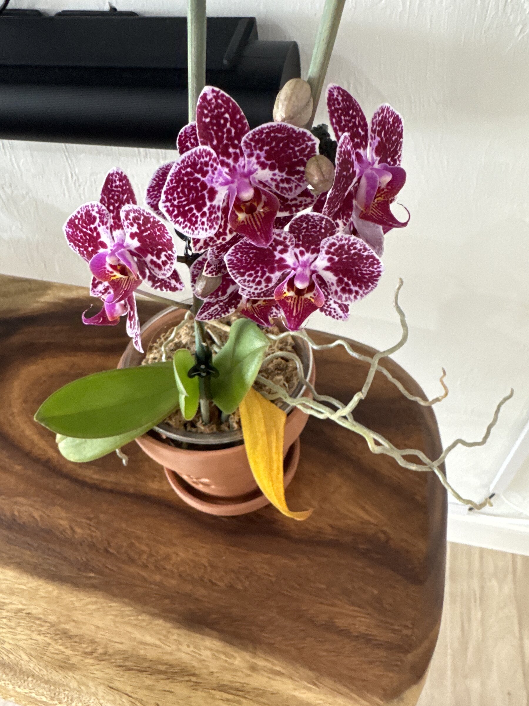 Phal McCartney orchid